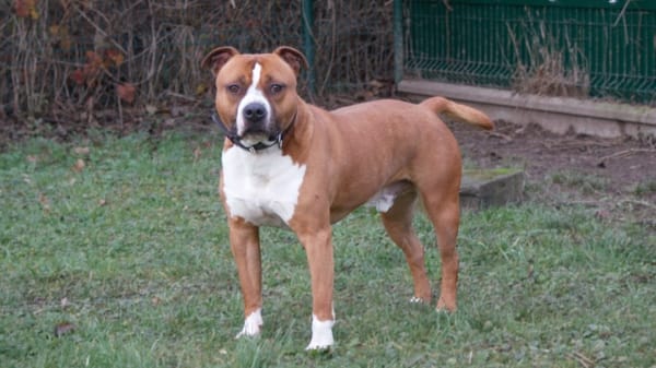Drago