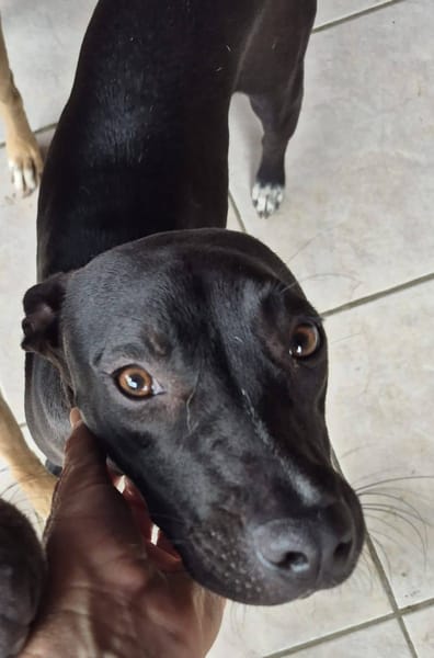 Naya, Femelle, X Berger, née le 18/08/2025 🐶