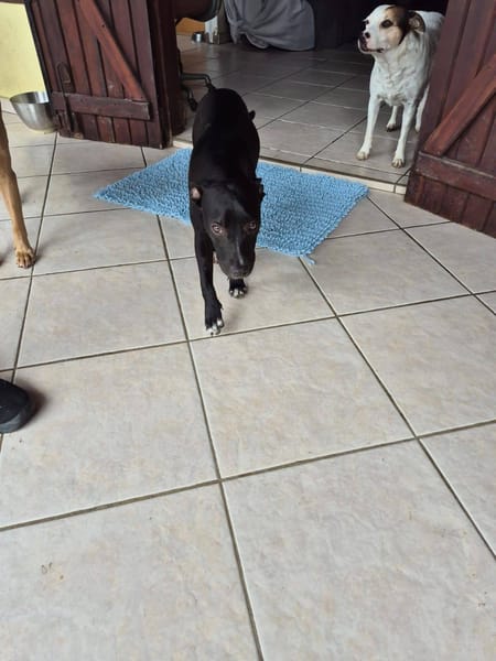 Naya, Femelle, X Berger, née le 18/08/2025 🐶