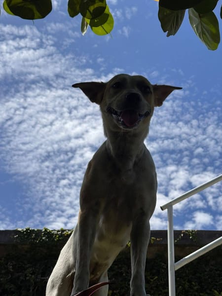 Jaya, Femelle, X Berger, née le 01/02/2025 🐶