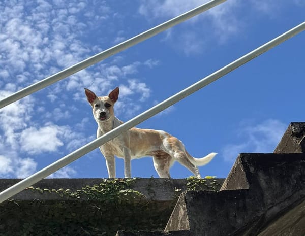 Jaya, Femelle, X Berger, née le 01/02/2025 🐶