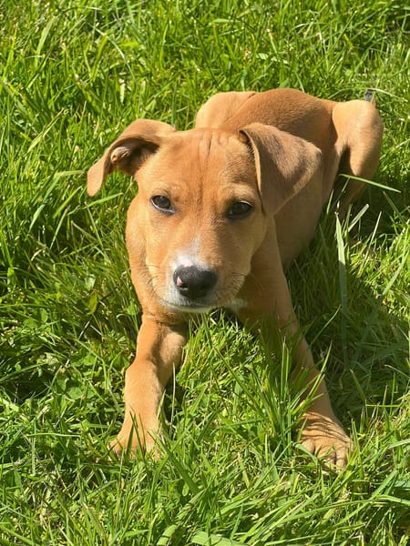 Miko, mâle, X Berger, né le 10/12/2025🐶