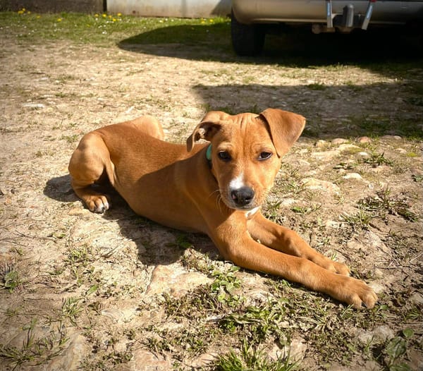 Miko, mâle, X Berger, né le 10/12/2025🐶
