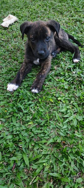 Alvin, Mâle X Berger, né le 05/03/2026 🐶