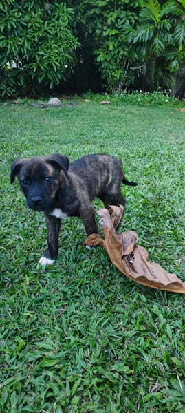 Alvin, Mâle X Berger, né le 05/03/2026 🐶