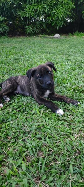 Alvin, Mâle X Berger, né le 05/03/2026 🐶