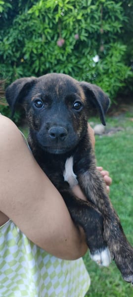 Alvin, Mâle X Berger, né le 05/03/2026 🐶