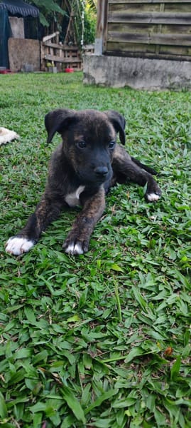 Alvin, Mâle X Berger, né le 05/03/2026 🐶