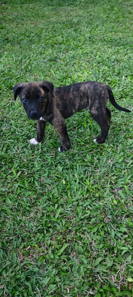 Alvin, Mâle X Berger, né le 05/03/2026 🐶