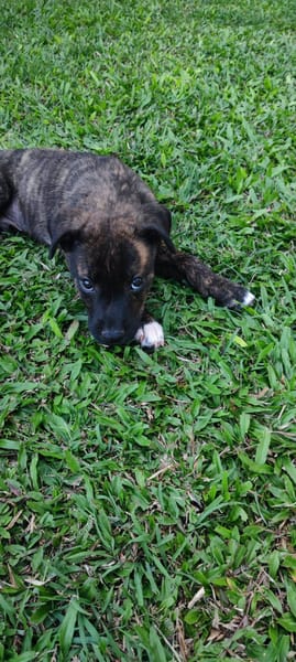 Alvin, Mâle X Berger, né le 05/03/2026 🐶