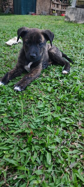 Alvin, Mâle X Berger, né le 05/03/2026 🐶