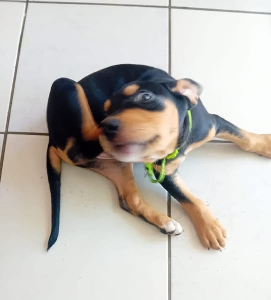 NERA, chiot femelle Berger Créole