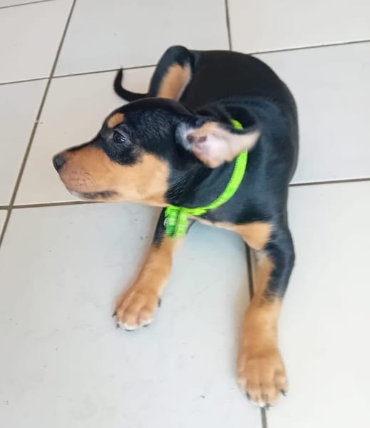 NERA, chiot femelle Berger Créole