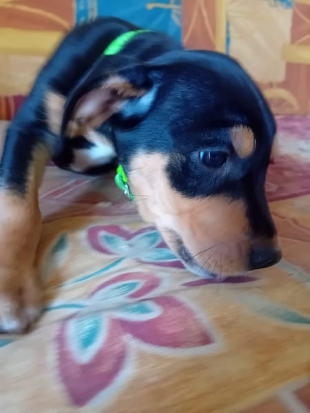 NERA, chiot femelle Berger Créole