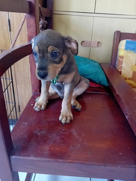 RIVEN, CHIOT MÂLE BERGER CRÉOLE