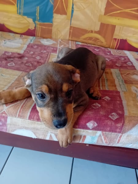 RIVEN, CHIOT MÂLE BERGER CRÉOLE