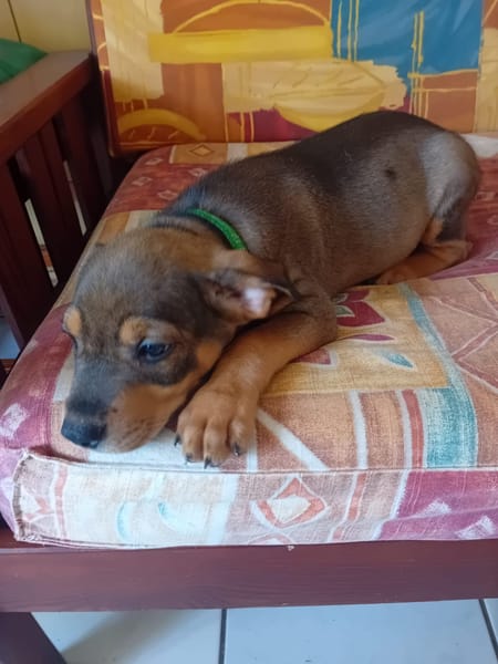 RIVEN, CHIOT MÂLE BERGER CRÉOLE