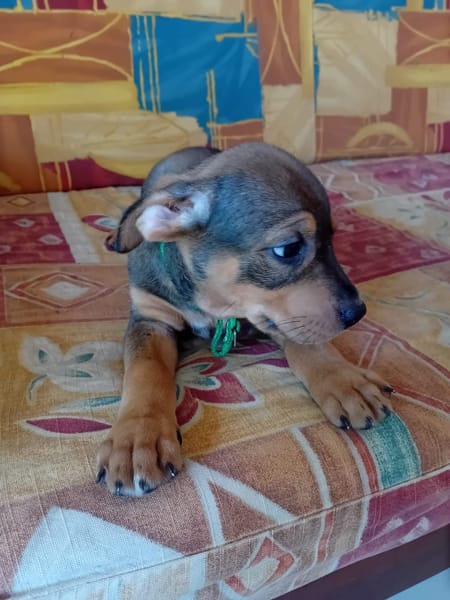 RIVEN, CHIOT MÂLE BERGER CRÉOLE