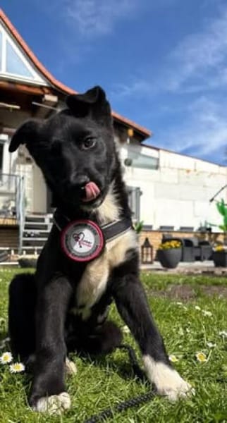Ajax sucht sein Für-immer-Zuhause 🐾🤍