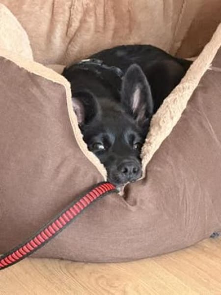 Ajax sucht sein Für-immer-Zuhause 🐾🤍