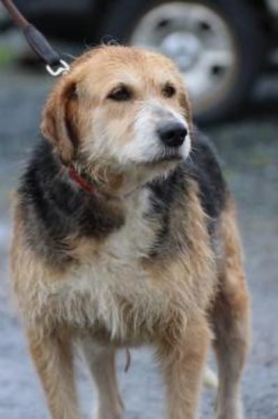Bacey - perfekte Anfängerhündin