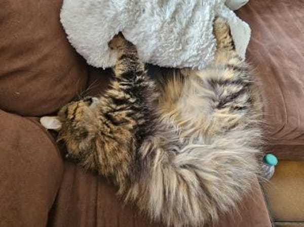 Katze Greta wartet auf ihre Menschen