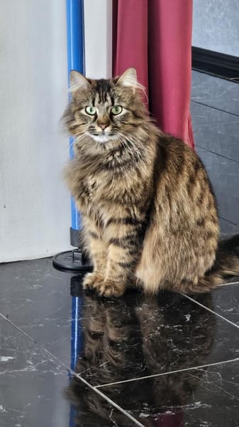 Katze Greta wartet auf ihre Menschen