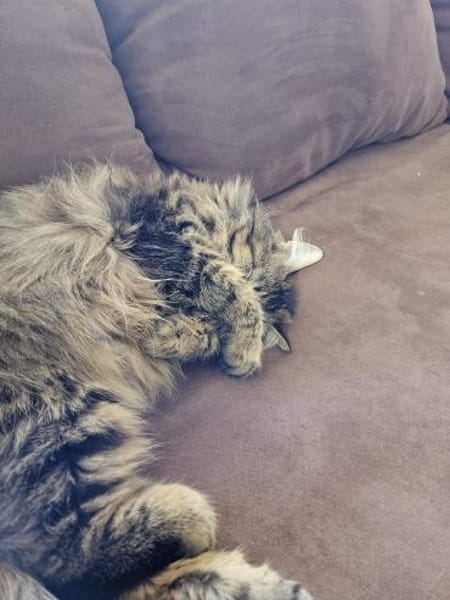 Katze Greta wartet auf ihre Menschen