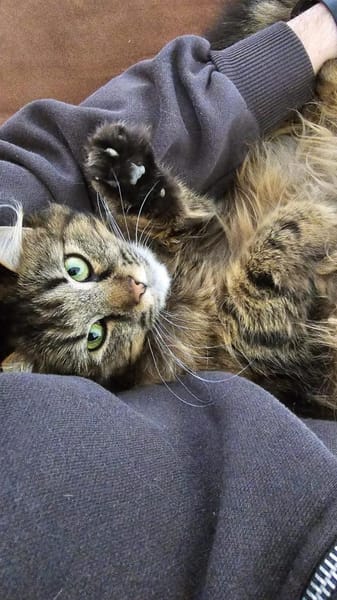 Katze Greta wartet auf ihre Menschen