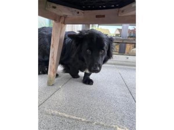 Cupy - wartet in 92369 Sengenthal