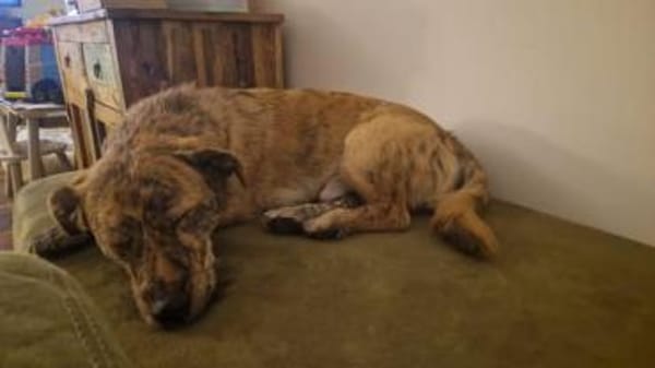 🤎🐾🧸 Pino sucht sein Zuhause