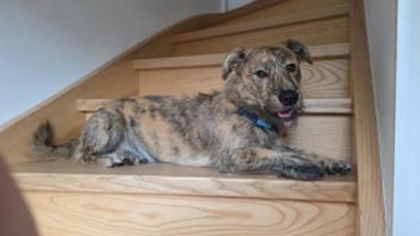 🤎🐾🧸 Pino sucht sein Zuhause