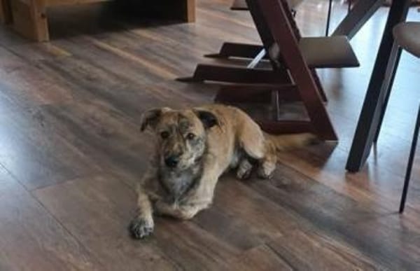 🤎🐾🧸 Pino sucht sein Zuhause