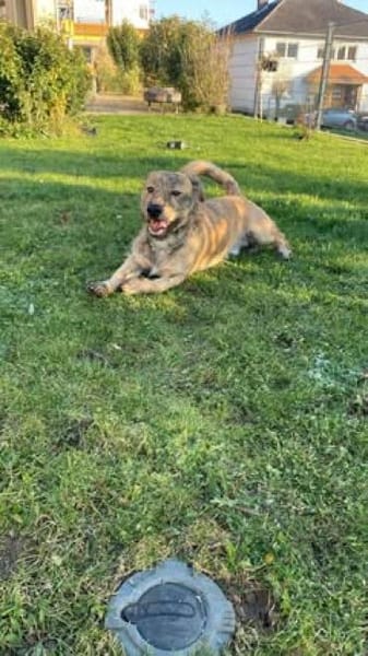 🤎🐾🧸 Pino sucht sein Zuhause