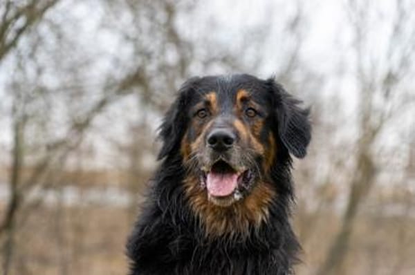 Arko