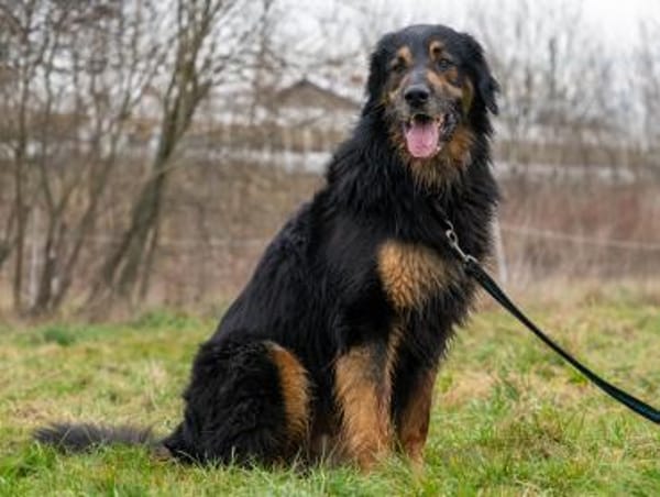 Arko