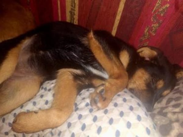 Pebbles sucht ihr Für-immer-Zuhause 🐾