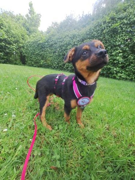 Pebbles sucht ihr Für-immer-Zuhause 🐾