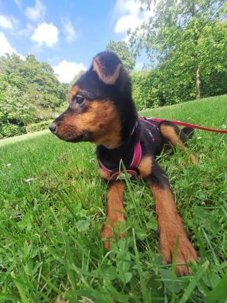 Pebbles sucht ihr Für-immer-Zuhause 🐾