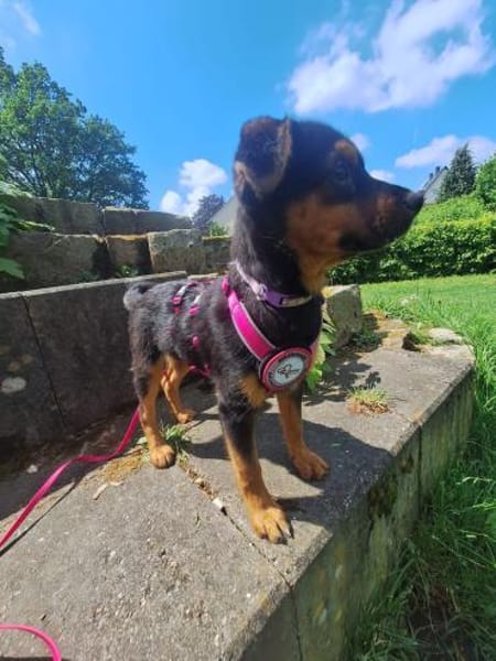 Pebbles sucht ihr Für-immer-Zuhause 🐾