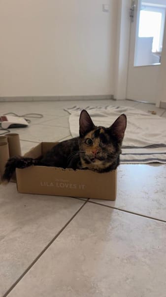 Lola sucht ihr Für-immer-Zuhause 💛