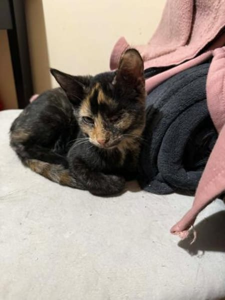 Lola sucht ihr Für-immer-Zuhause 💛