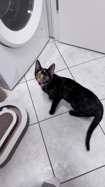 Lola sucht ihr Für-immer-Zuhause 💛