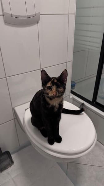 Lola sucht ihr Für-immer-Zuhause 💛