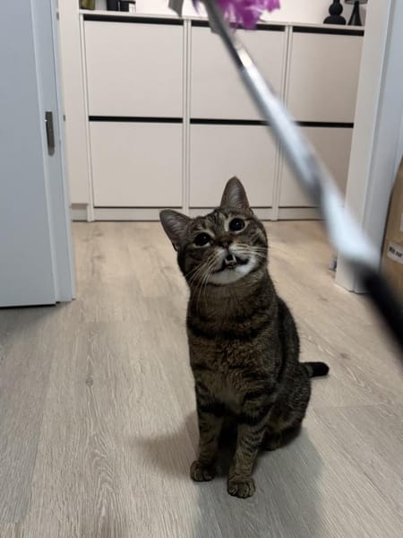 Sozialer Kater PEPPINO sucht Zuhause