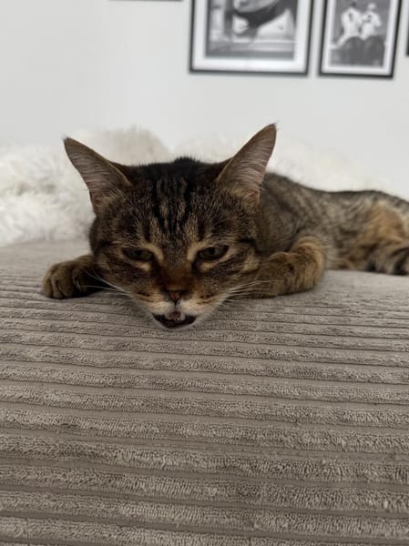 Sozialer Kater PEPPINO sucht Zuhause