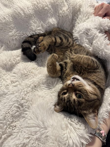 Sozialer Kater PEPPINO sucht Zuhause