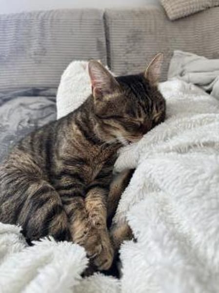 Sozialer Kater PEPPINO sucht Zuhause