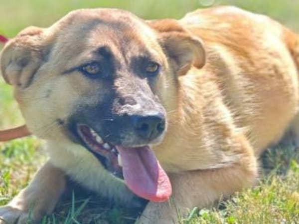 Vanda Herzenshund sucht Faamilie