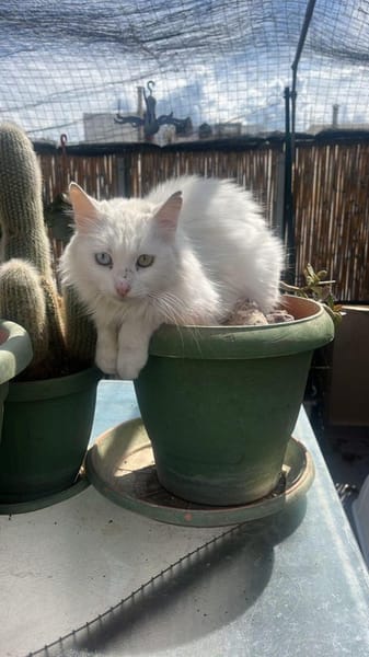 Kalliope aus dem Tierschutz